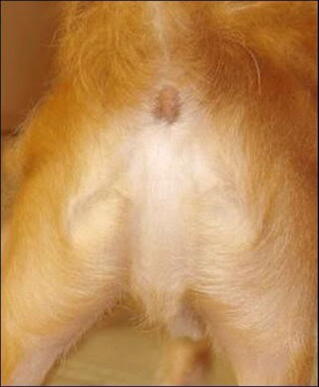 I finally found Jesus - not in a piece of toast, or on an iron.  No, I found Jesus in my dog's ass.