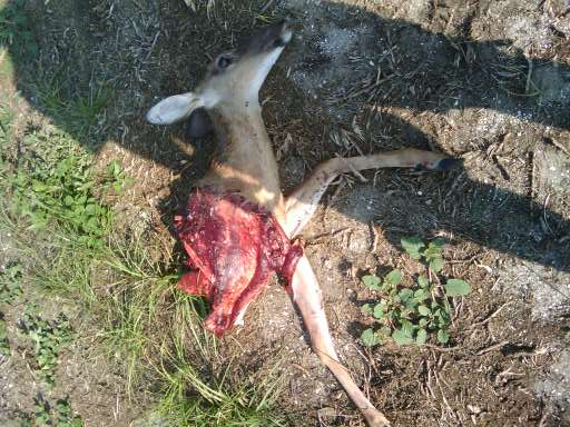 Deer Exploded on impact