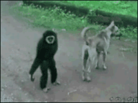 Battle between a monkey and a dog.