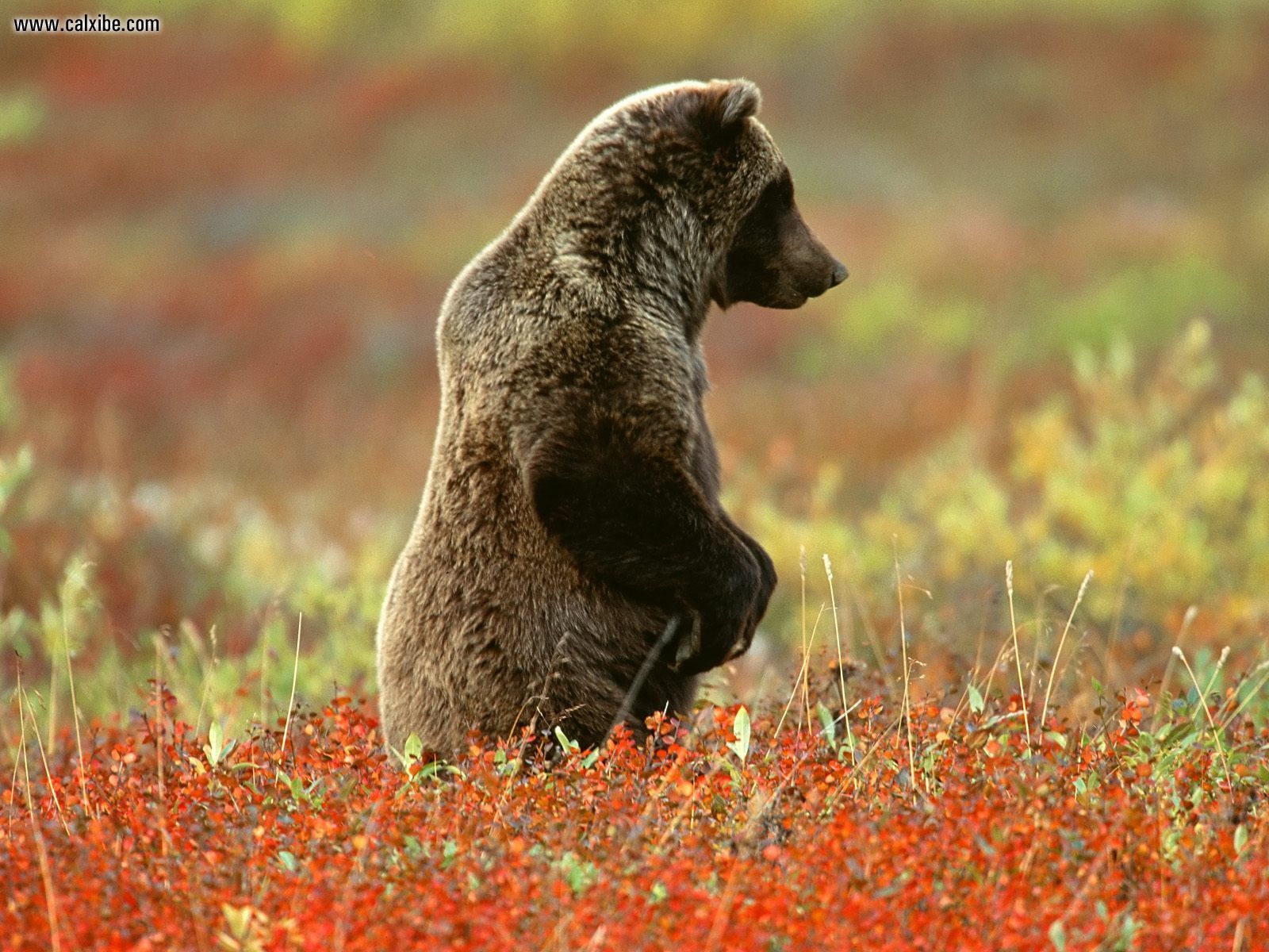Bear in Denali