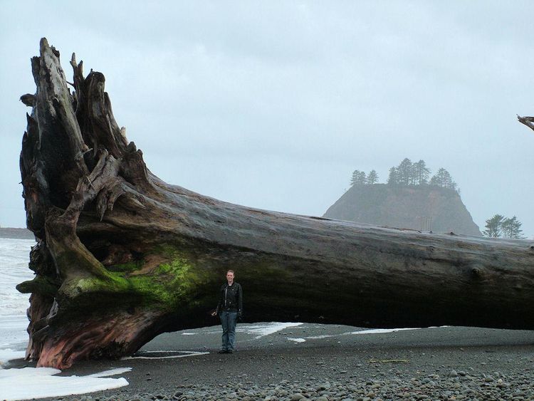 just some driftwood, whatever