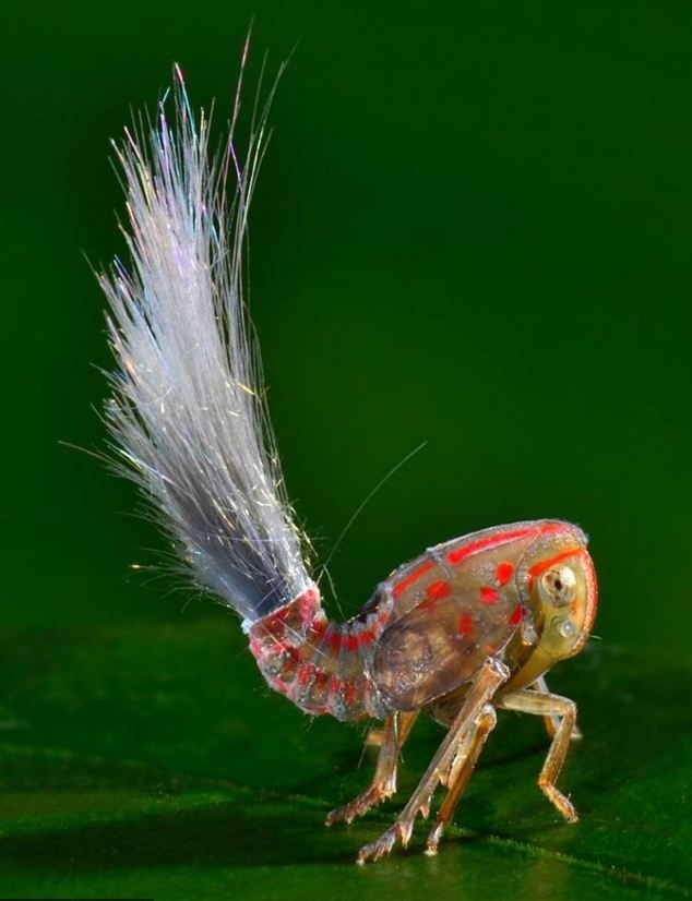 New Species of insect found in south America