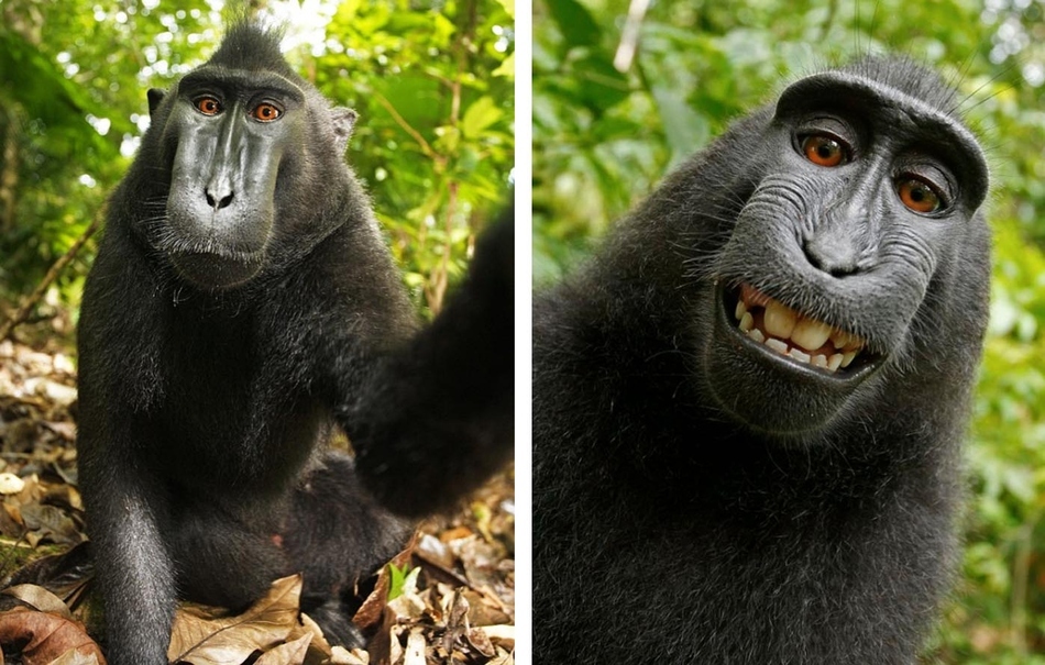 A macaque monkey in Indonesia took a camera from a wildlife photographer before snapping himself in a variety of poses.  The macaque monkey is extremely rare and critically endangered making these pictures all the more special.