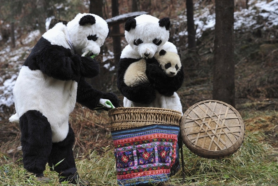 Researchers dressed in panda costumes put a panda cub into a basket before transferring it to a new living environment at the Hetaoping Research and Conservation Center on February 20.  The panda costumes are part of a new plan to reintroduce captive giant pandas back into the wild.