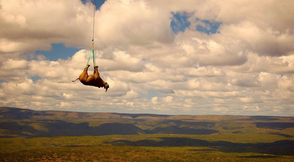 A black rhino is transported by helicopter in South Africa. This was all part of a relocation plan for black rhinos, meant to move the endangered species to less populated areas so that they have a better shot at survival.