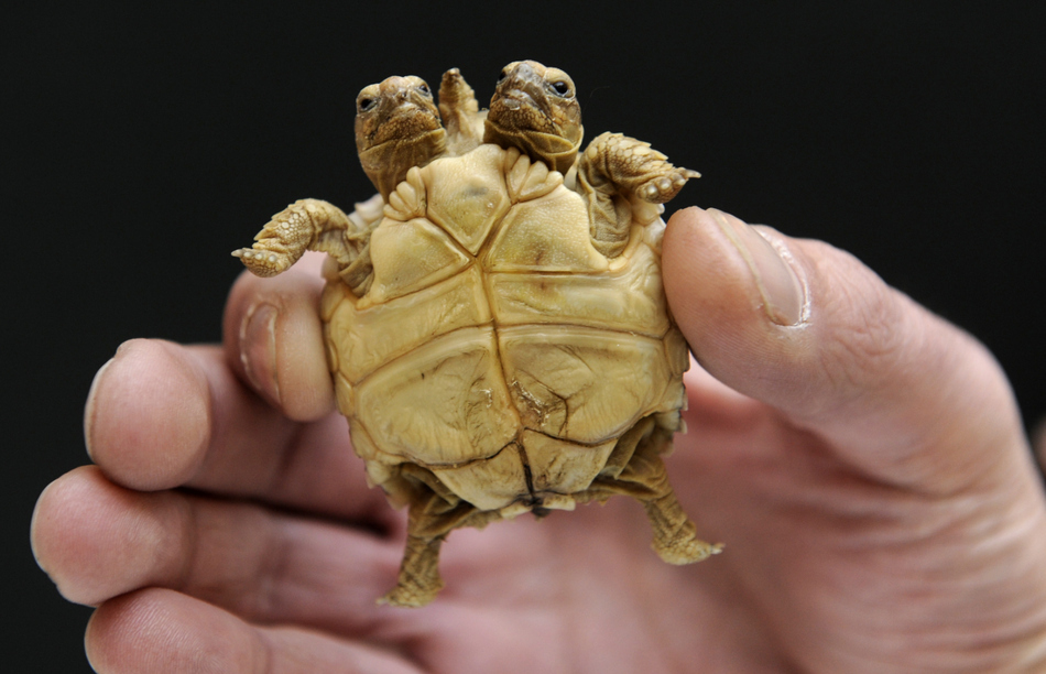 An African spurred tortoise with two heads and five legs is displayed in Slovakia.