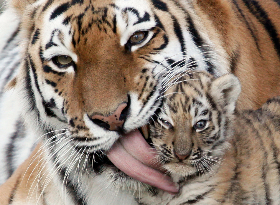 Iris licks her 7-week-old cub during one of their first walks in an open-air cage at the Royev Ruchey zoo in Russia's Siberian city of Krasnoyarsk.