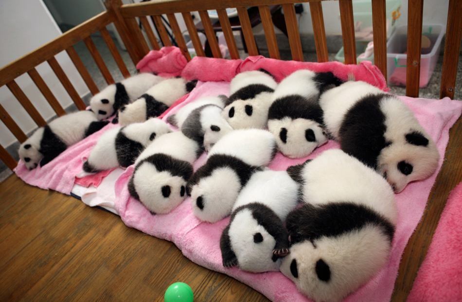 12 giant panda cubs lie in a crib at the Chengdu Research Base in China.