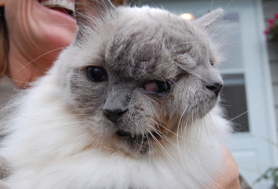 "Frank and Louie" is the world's longest surviving "janus" feline. He's 12-years-old. The cat, who's name is "Frank and Louie", has two mouths, two noses and three eyes. Frank and Louie have one brain, so the faces react in unison.