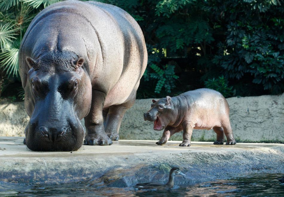 A baby hippo and his mother Nicole are pictured at the Berlin Zoo.