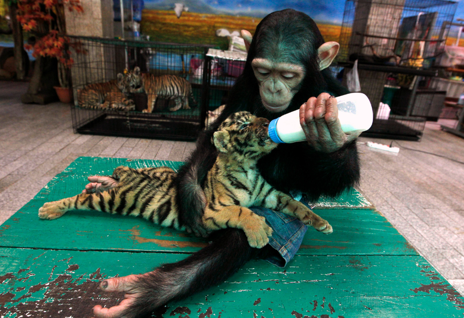 Two-year-old chimpanzee "Do Do" feeds milk to "Aorn", a 60-day-old tiger cub.