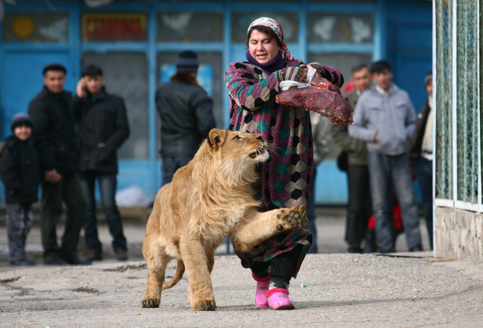 Zukhro, an employee of a Russian city zoo, walks with Vadik, an 18-month-old male lion.