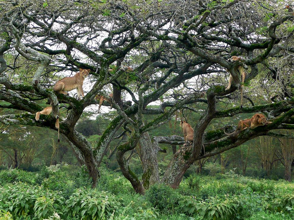 magnificent young lions draped across the branches of an acacia tree. Some are dozing and some are looking disdainfully at me. I was transfixed by these superb, regal creatures. 