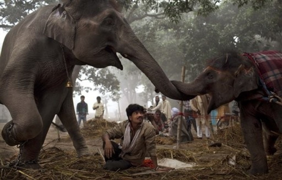 A 7-year-old female elephant named Laxmi reaches with her trunk to touch her 13-month old daughter in India.