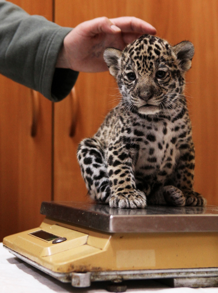 Christina Kosorygina weighs a one-month-old jaguar cub at the Leningrad city zoo in St. Petersburg, Russia.