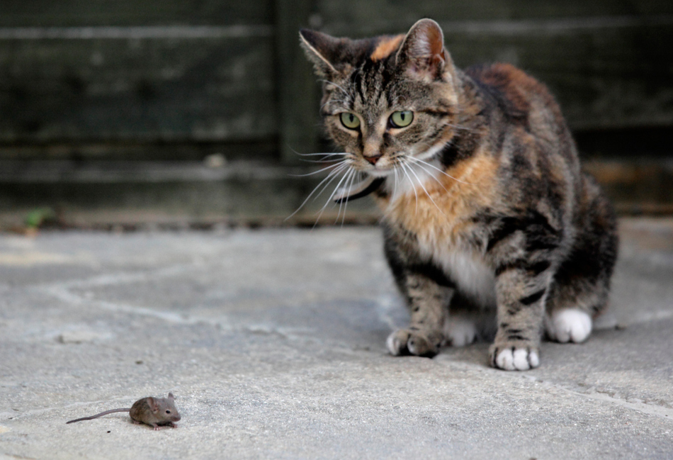 Jess, a seven-year-old female cat, looks on as a mouse runs by in a back yard in Gosport, England.