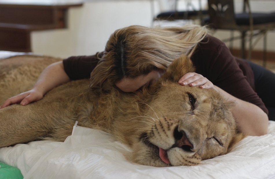 A veterinarian and an animal shelter owner in Sao Paulo, Brazil take care of a paralyzed lion. The lion, who's name is Ariel, was born with a degenerative disease that has left him unable to use his four legs for the past year. 