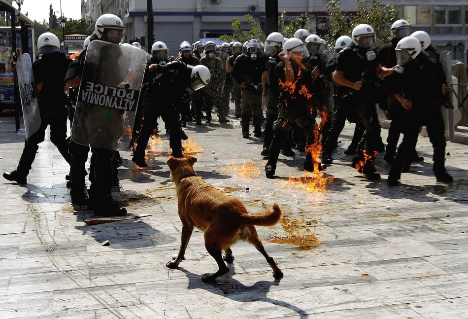 Loukanikos, the riot dog, watches as riot policemen try to avoid an exploding petrol bomb thrown by protesters during a demonstration in Athens, Greece.