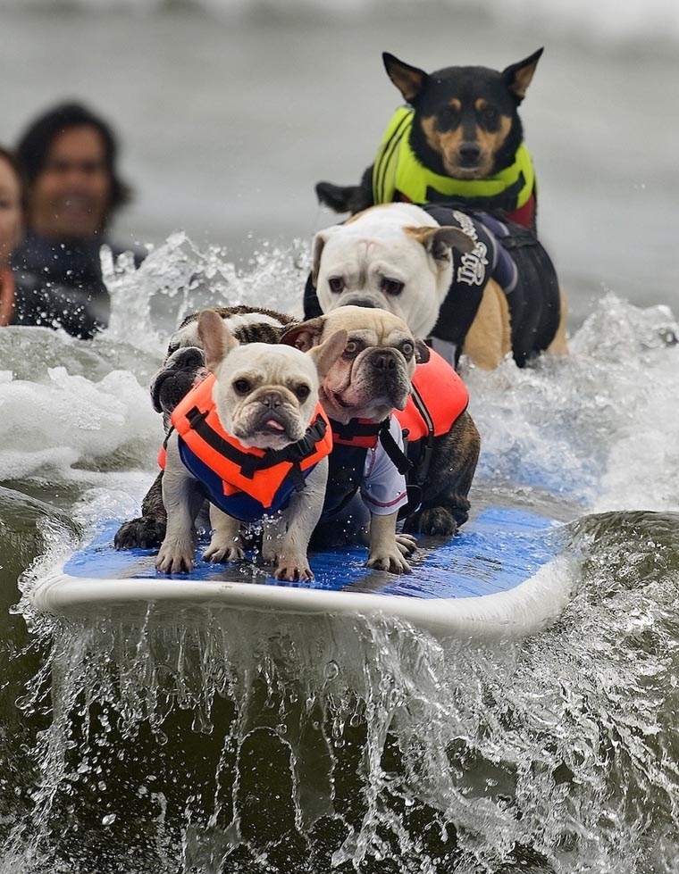 Dogs take part in the 2011 Surfing Dog competition in California.