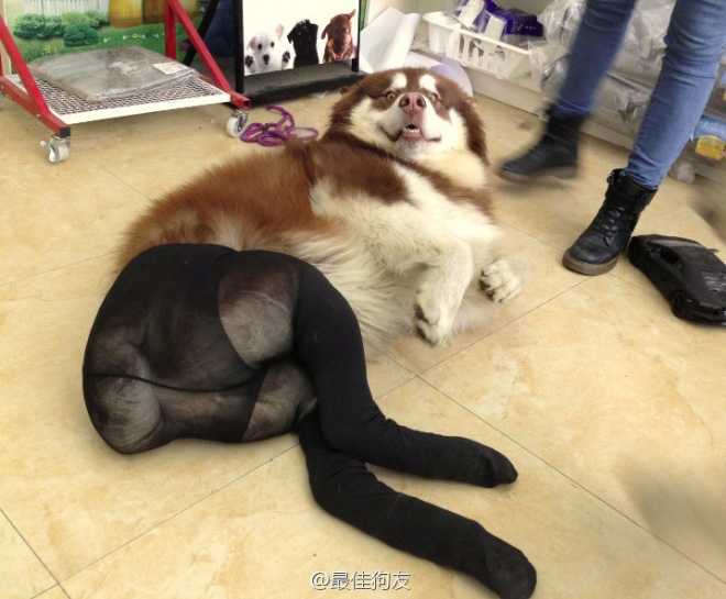 Dogs In Tights