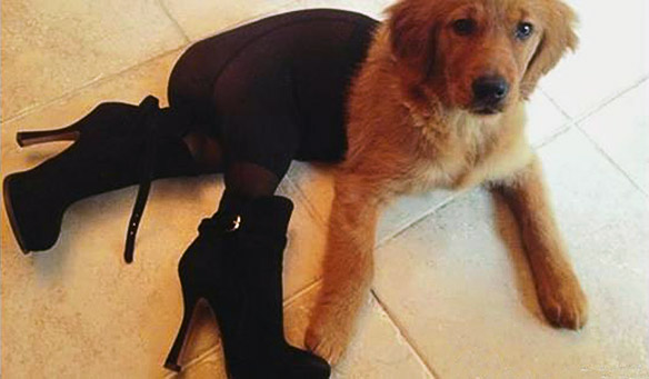 Dogs In Tights