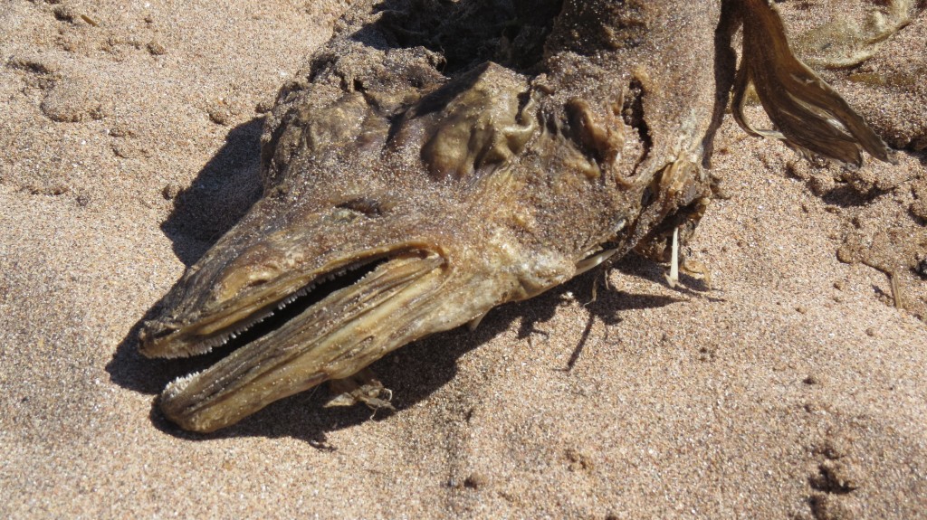 Mysterious Sea Creature Washes Ashore