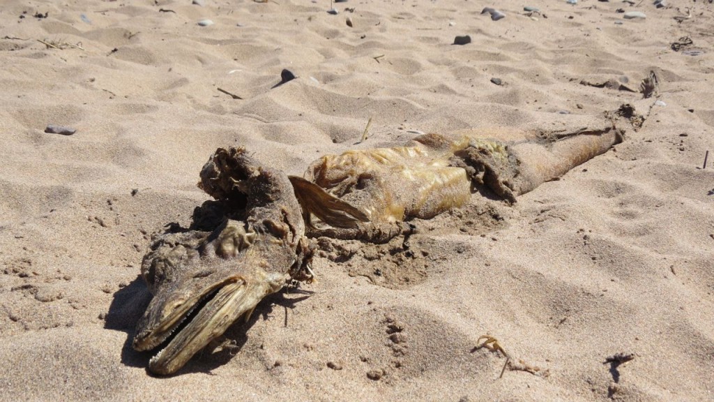 Mysterious Sea Creature Washes Ashore