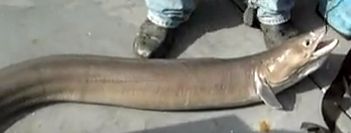 officials finally identify it as being a Conger eel