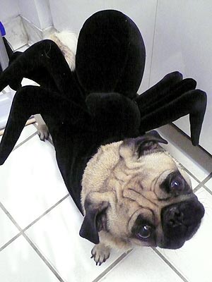 Best Pets In Halloween Costumes