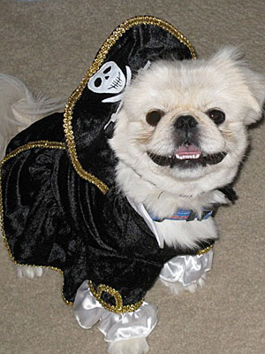 Best Pets In Halloween Costumes