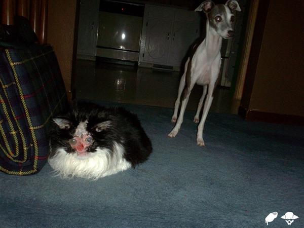 Freaky Alien Cat Thing