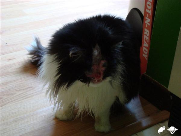 Freaky Alien Cat Thing