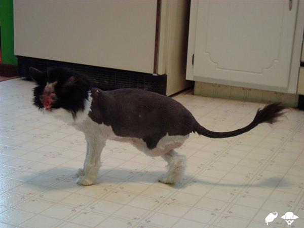 Freaky Alien Cat Thing