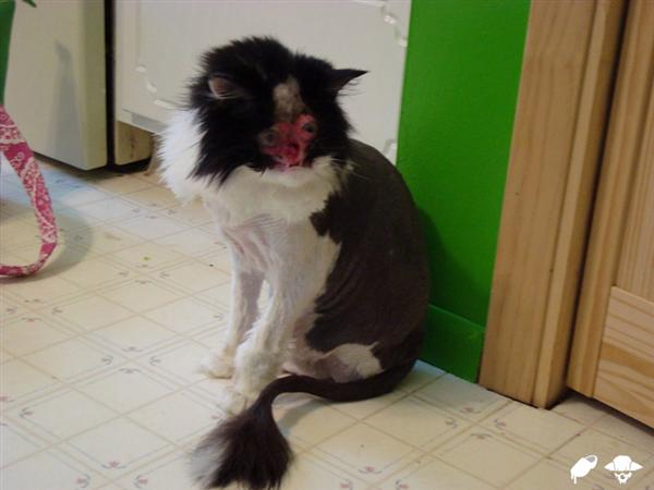 Freaky Alien Cat Thing