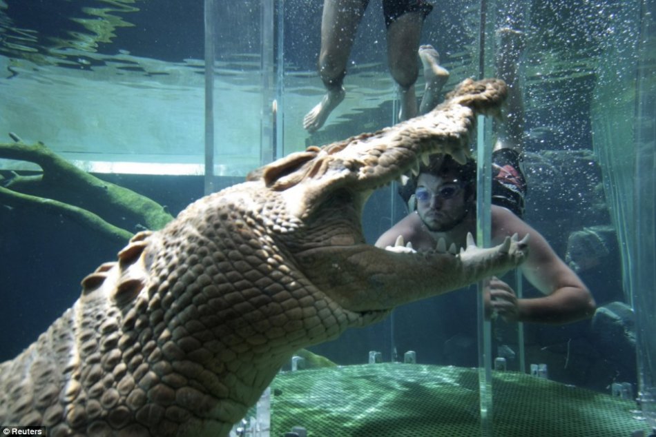 Dive With a Huge Croc