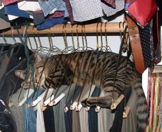 Cats In Unusual Places