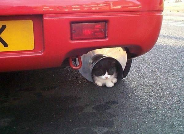 Cats In Unusual Places