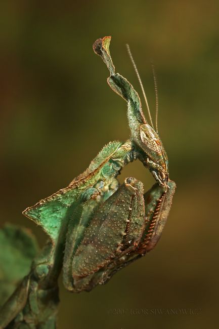 Macro Photos - Creepy and Cool Alien Looking Bugs