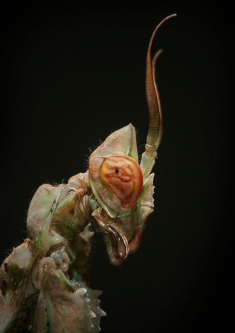 Macro Photos - Creepy and Cool Alien Looking Bugs