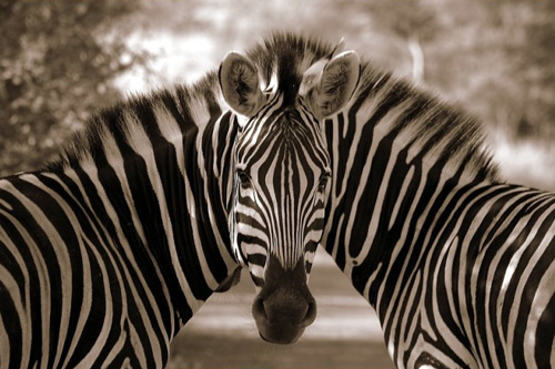 Is this two Zebras or one Zebra and a mirror? 
