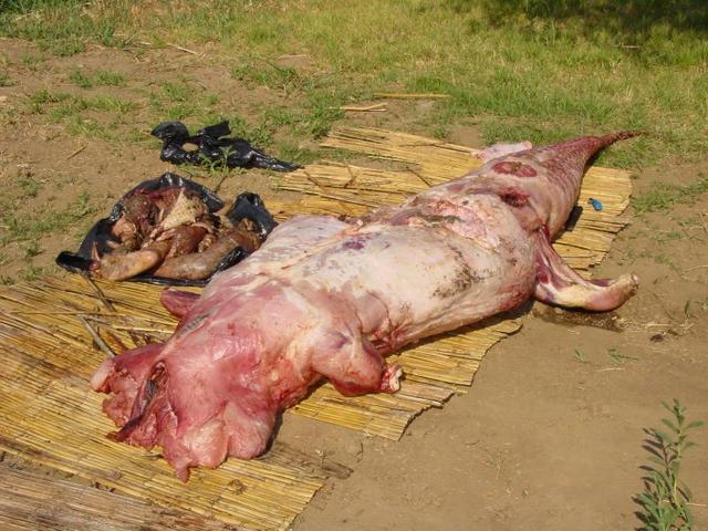 this is the skinned carcase of the croc