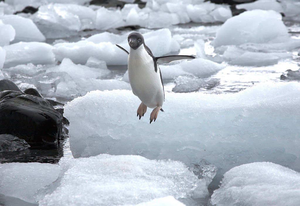 Hover penguin is happy!