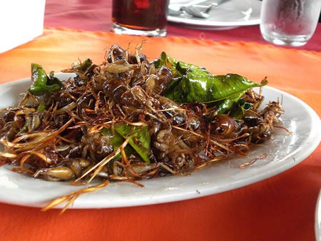 Cooked Crickets, eaten in india