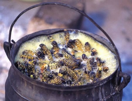 Mopane caterpillars, eaten in Botswana