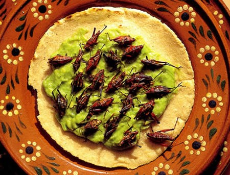 Grasshoppers, eaten in Oaxaca, Mexico
