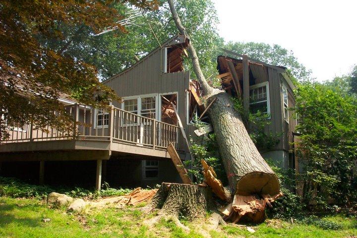 Extremely costly tree removal