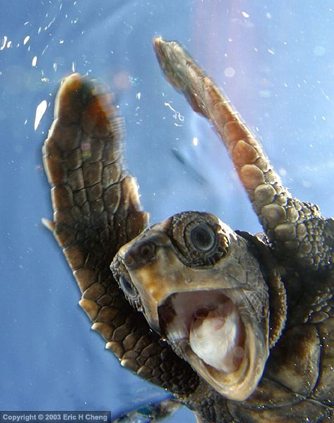 Extremely Awesome Extreme Turtle!