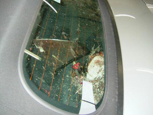 This is what happens when you hit a bird going 120 mph