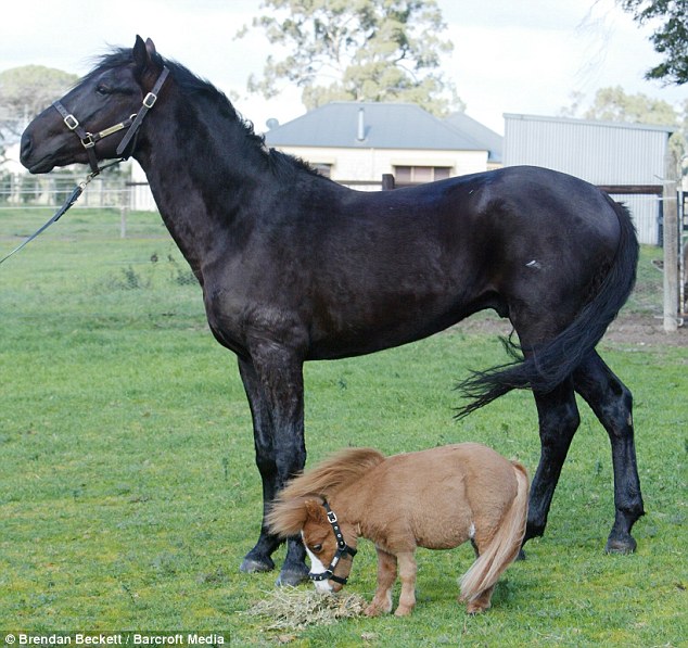 Worlds Smallest Miniature Horse