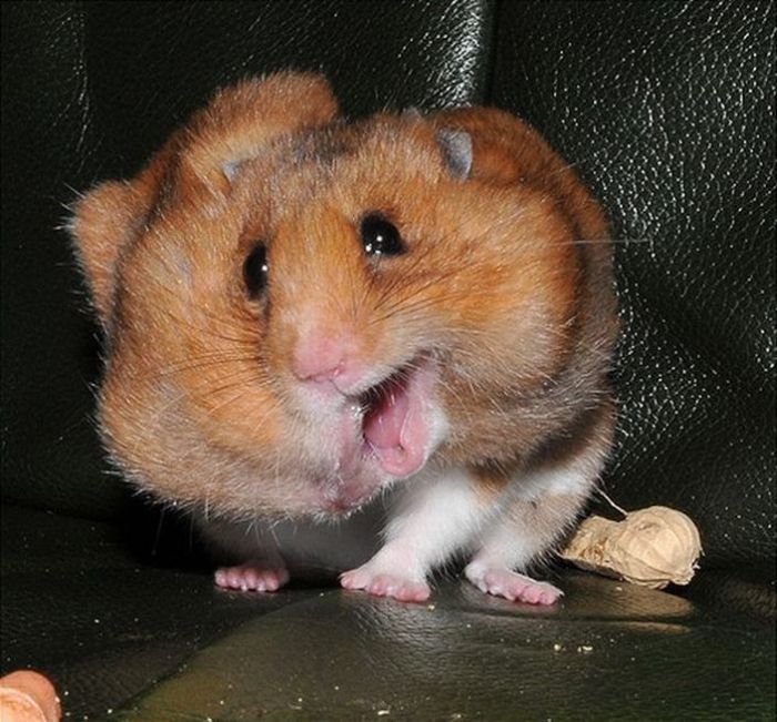 Cute hamster makes peanuts disappear